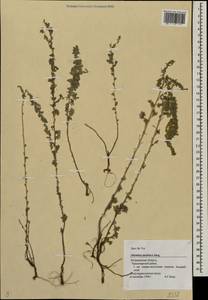 Artemisia austriaca Jacq., Eastern Europe, Lower Volga region (E9) (Russia)