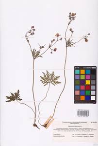 Geranium tuberosum L., Eastern Europe, Lower Volga region (E9) (Russia)