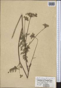 Libanotis schrenkiana C. A. Mey. ex Schischk., Middle Asia, Pamir & Pamiro-Alai (M2) (Tajikistan)