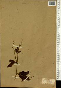 Agrimonia pilosa Ledeb., South Asia, South Asia (Asia outside ex-Soviet states and Mongolia) (ASIA) (Japan)