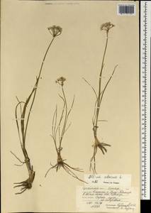 Allium ramosum L., Mongolia (MONG) (Mongolia)