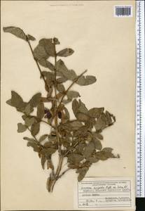 Lonicera hispida Pall. ex Schult., Middle Asia, Northern & Central Tian Shan (M4) (Kyrgyzstan)