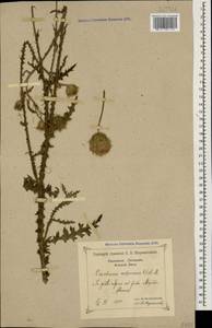 Carduus adpressus C. A. Mey., Caucasus, Krasnodar Krai & Adygea (K1a) (Russia)