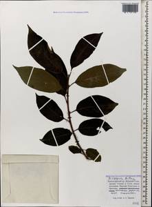 Diospyros lotus L., Caucasus, Black Sea Shore (from Novorossiysk to Adler) (K3) (Russia)