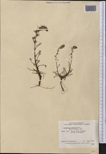 Artemisia borealis Pall., America (AMER) (Canada)