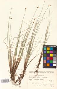 Carex capitata Sol., Siberia, Chukotka & Kamchatka (S7) (Russia)