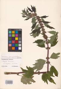 MHA 0 154 679, Leonurus quinquelobatus Gilib., Eastern Europe, Central region (E4) (Russia)