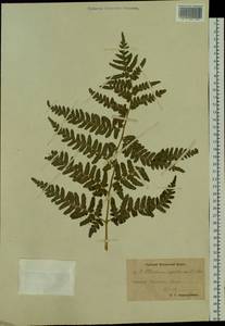Pteridium aquilinum (L.) Kuhn, Siberia, Chukotka & Kamchatka (S7) (Russia)