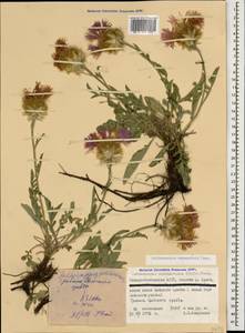 Psephellus caucasicus (Sosn.) Greuter, Caucasus, North Ossetia, Ingushetia & Chechnya (K1c) (Russia)