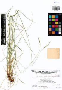 Schizachne purpurascens subsp. callosa (Turcz. ex Griseb.) T.Koyama & Kawano, Siberia, Baikal & Transbaikal region (S4) (Russia)