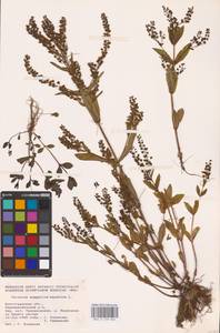 Veronica anagallis-aquatica L., Eastern Europe, Lower Volga region (E9) (Russia)