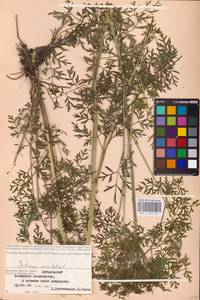 Selinum carvifolia (L.) L., Eastern Europe, Western region (E3) (Russia)