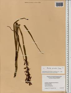 Anacamptis palustris (Jacq.) R.M.Bateman, Pridgeon & M.W.Chase, Eastern Europe, West Ukrainian region (E13) (Ukraine)
