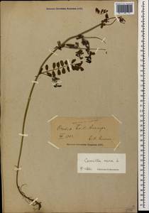 Coronilla varia L., Caucasus, North Ossetia, Ingushetia & Chechnya (K1c) (Russia)