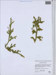 Lycopodium clavatum L., Siberia, Russian Far East (S6) (Russia)