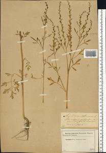 Lepidium sativum L., Eastern Europe, Western region (E3) (Russia)