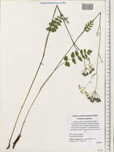 Pimpinella saxifraga L., Eastern Europe, North-Western region (E2) (Russia)