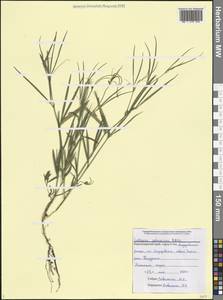 Lathyrus sphaericus Retz., Caucasus, Black Sea Shore (from Novorossiysk to Adler) (K3) (Russia)