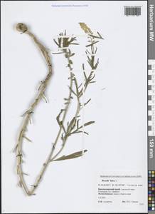 Reseda lutea L., Caucasus, Black Sea Shore (from Novorossiysk to Adler) (K3) (Russia)