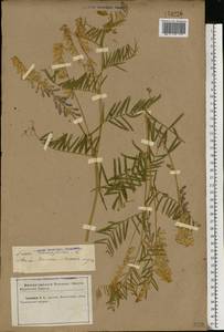 Vicia tenuifolia Roth, Eastern Europe, North Ukrainian region (E11) (Ukraine)