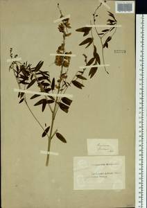 Sophora flavescens Aiton, Siberia, Baikal & Transbaikal region (S4) (Russia)