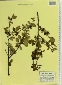 Cotoneaster alaunicus Golitsin, Eastern Europe, Central forest-and-steppe region (E6) (Russia)