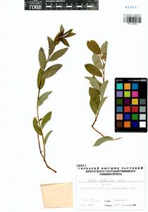 Salix bebbiana Sarg., Siberia, Baikal & Transbaikal region (S4) (Russia)