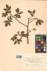 Rosa acicularis Lindl., Siberia, Russian Far East (S6) (Russia)