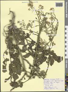 Raphanus raphanistrum subsp. maritimus (Don) Thell., Caucasus, Black Sea Shore (from Novorossiysk to Adler) (K3) (Russia)