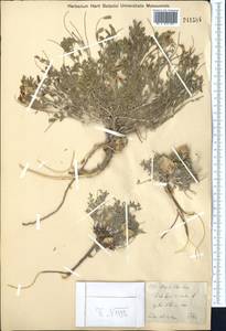 Astragalus pallasii Sprengel, Middle Asia, Muyunkumy, Balkhash & Betpak-Dala (M9) (Kazakhstan)