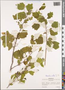Populus alba L., Eastern Europe, Middle Volga region (E8) (Russia)