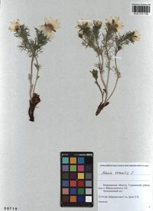 Adonis vernalis L., Siberia, Altai & Sayany Mountains (S2) (Russia)