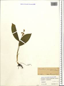 Convallaria majalis L., Caucasus, North Ossetia, Ingushetia & Chechnya (K1c) (Russia)