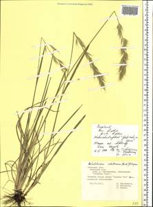 Helictochloa hookeri (Scribn.) Romero Zarco, Eastern Europe, Central forest-and-steppe region (E6) (Russia)