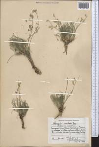 Astragalus nematodes Bunge ex Boiss., Middle Asia, Western Tian Shan & Karatau (M3) (Uzbekistan)