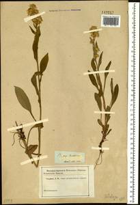 Solidago virgaurea L., Siberia, Western (Kazakhstan) Altai Mountains (S2a) (Kazakhstan)
