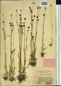 Luzula multiflora subsp. sibirica V. I. Krecz., Siberia, Russian Far East (S6) (Russia)