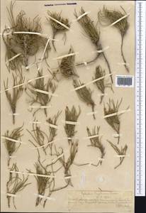 Ephedra regeliana Florin, Middle Asia, Northern & Central Tian Shan (M4) (Kazakhstan)