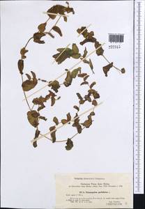 Potamogeton perfoliatus L., Middle Asia, Karakum (M6) (Turkmenistan)