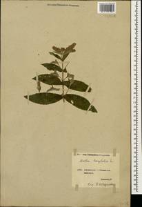 Mentha longifolia (L.) L., Caucasus, Georgia (K4) (Georgia)
