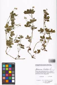 Geranium lucidum L., Eastern Europe, Moscow region (E4a) (Russia)