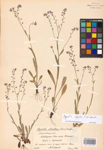 Myosotis alpestris F.W.Schmidt, Eastern Europe, Moscow region (E4a) (Russia)