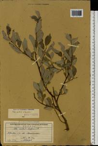 Salix aurita × lapponum, Eastern Europe, Northern region (E1) (Russia)
