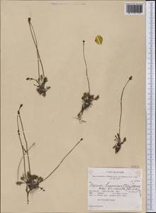 Oreomecon radicatum subsp. radicatum, America (AMER) (United States)