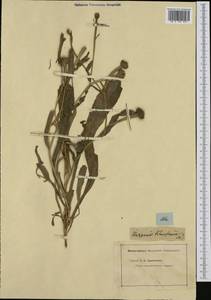 Hedypnois rhagadioloides subsp. tubaeformis (Ten.) Hayek, Western Europe (EUR)