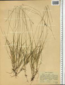 Carex loliacea L., Siberia, Russian Far East (S6) (Russia)