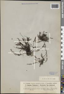 Asplenium trichomanes L., Caucasus, Georgia (K4) (Georgia)