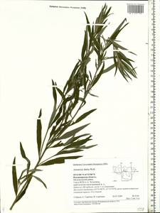 Artemisia dubia Wall. ex Besser, Eastern Europe, Central region (E4) (Russia)