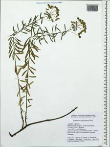 Euphorbia seguieriana Neck., Eastern Europe, Central forest-and-steppe region (E6) (Russia)