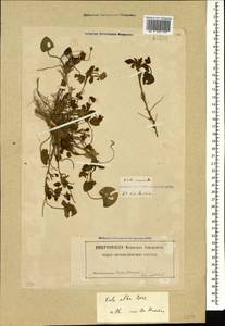 Viola alba subsp. dehnhardtii (Ten.) W. Becker, Caucasus, Georgia (K4) (Georgia)
